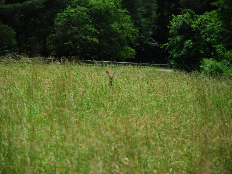 Mather Meadows