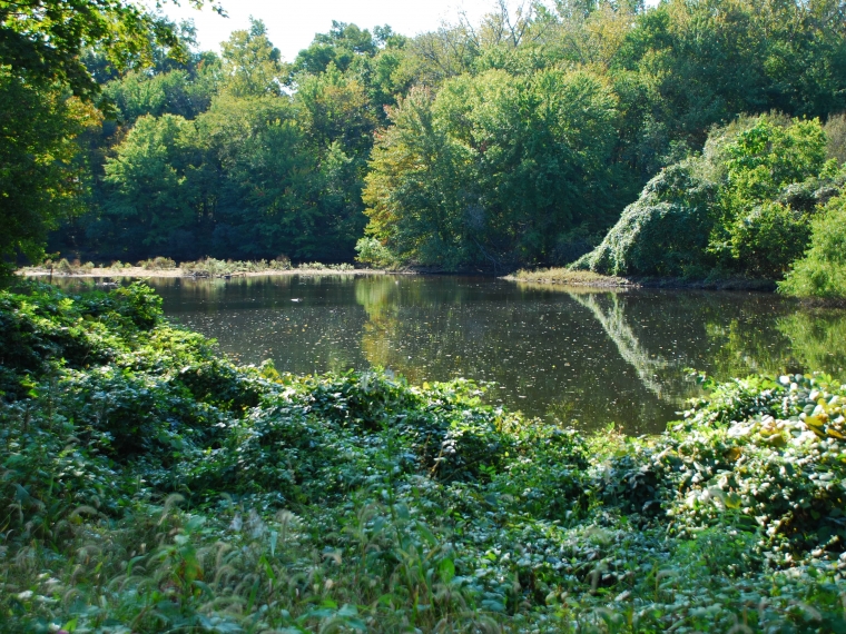 Olson Woods