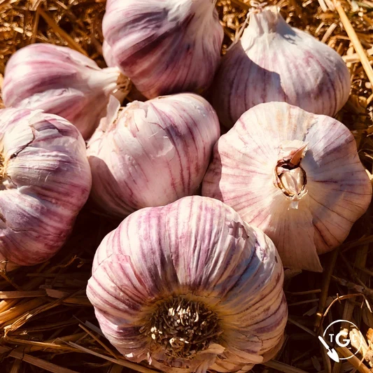 Garlic Seminar
